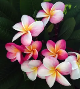 white and pink plumeria flowers