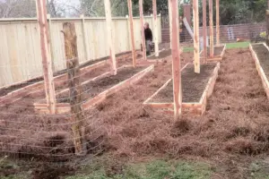 pine staw mulch around garden beds