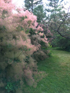 smoketree