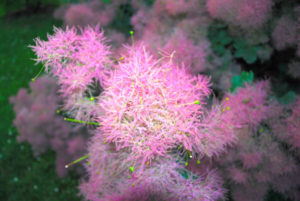 pink purple smoketree