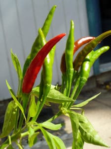 Thai Peppers