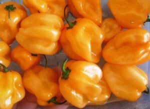 Orange Habanero