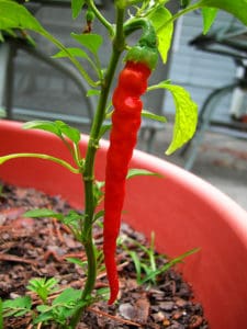 red cayenne peppers on plant