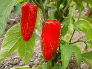 red jalapeno ripening on plant