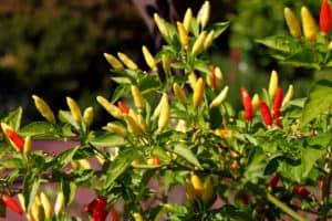 Tabasco Pepper Bush