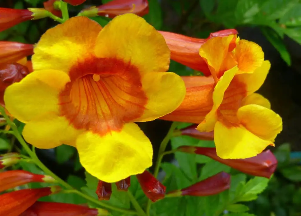 Tecoma Sparky - The Trumpet Flower Guide | Garden Analyst