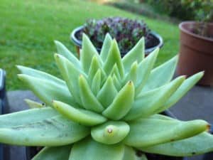 echeveria agavoides