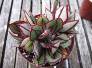 Echeveria 'Nodulusa' plant