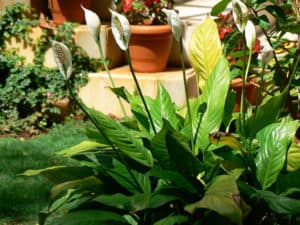 Peace Lily Plant