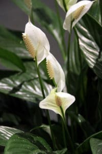 Peace Lily Flowers