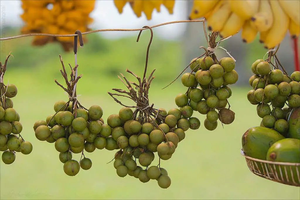 mamoncillo limes drying