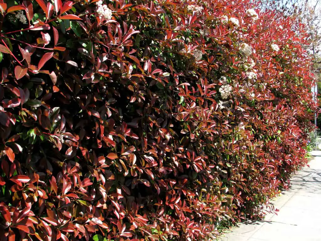 Photinia x fraseri hedge