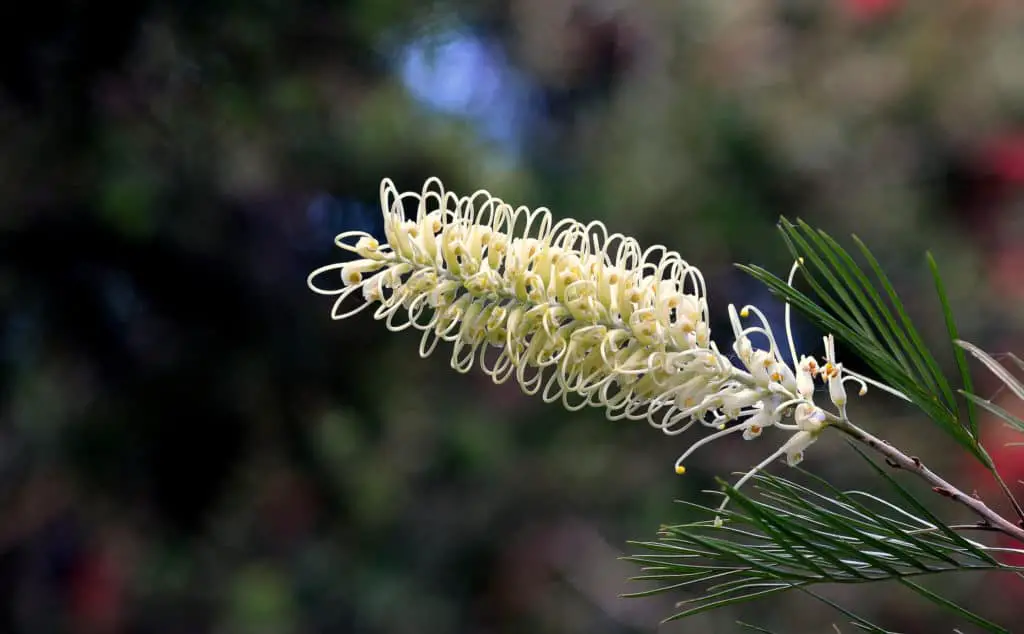 Grevillea Moonlight