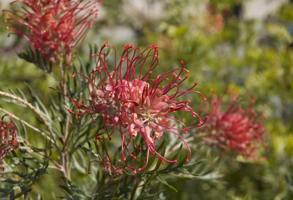 Grevillea 'Robyn Gordon'