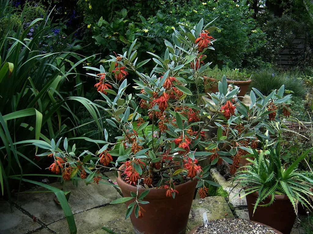 Grevillea Victoriae