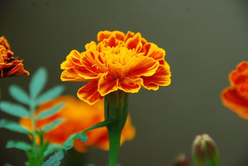 Marigolds