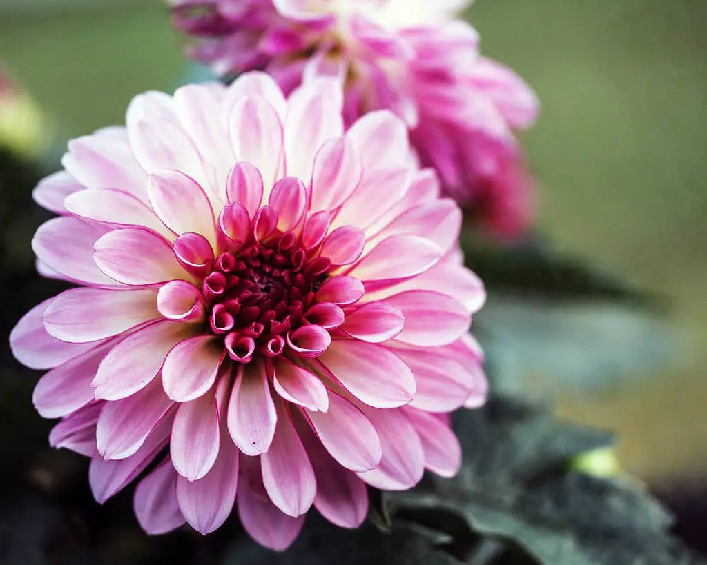 pink dahlia