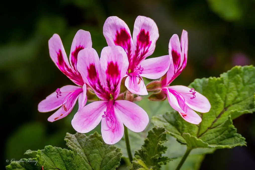 Scented Geranium