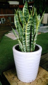 snake plant in a pot