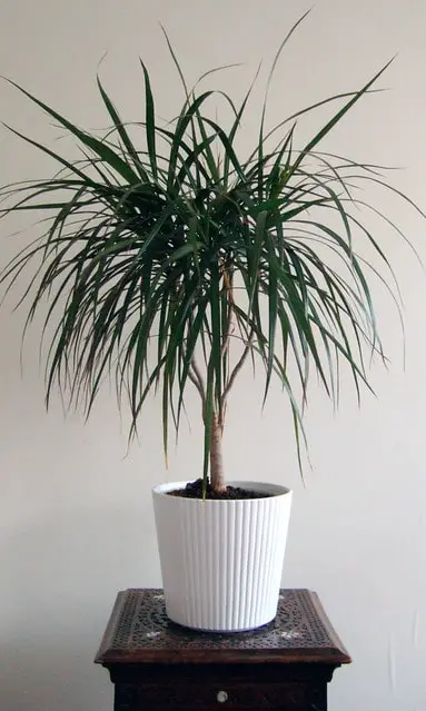 dragon tree in white pot